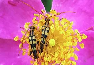 Pollinating: Flower Longhorns
