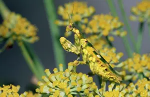 Mantises: Flower Mantid on flower