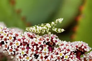 Ambush: Flower Mantid - lying in ambush for insect prey
