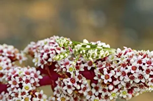 Ambush: Flower Mantid - lying in ambush for insect prey