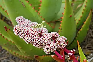 Blossum: Flower Mantid waiting for insect prey on Blossum of Crassula