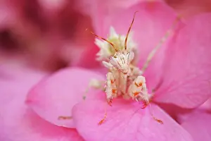 Wahlbergii: Flower Mantis