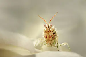 Wahlbergii: Flower Mantis