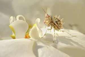 Wahlbergii: Flower Mantis