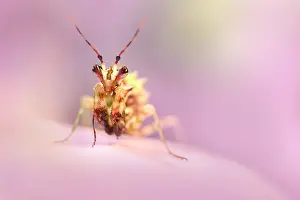 Wahlbergii: Flower Mantis