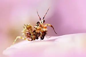 Wahlbergii: Flower Mantis