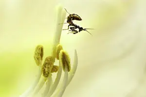 Stigma: Flower Mantis