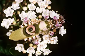 Twala Trust Asbl: FLOWER MANTIS - on flower