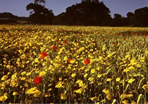 Papaver: FLOWER MEADOW - Cornfield with Corn Marigolds and