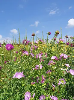 Solms: Flower meadow or flowering area as habitat in the