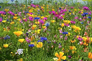 Breisgau: Flower meadow for insects, near Staufen im Breisgau