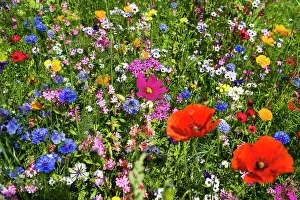 Breisgau: Flower meadow for insects, near Staufen im Breisgau