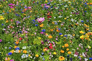 Breisgau: Flower meadow for insects, near Staufen im Breisgau