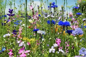 Breisgau: Flower meadow for insects, near Staufen im Breisgau