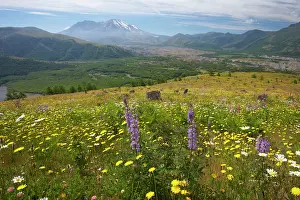 Volcanoe: Flower Meadows at Coldwater Ridge with Mount St