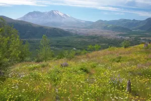Volcanoe: Flower Meadows on Coldwater Ridge with Mount St