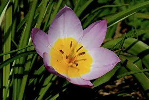Style: Tulip