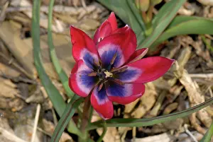 Style: Tulip