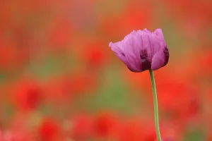 Papaver: Flower of the opium poppy (Papaver somniferum)