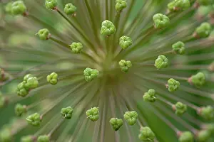 Adam: Flower pattern, Schreiner Iris Gardens, Salem, Oregon