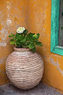 Crete: Flower in pot, Crete, Greece