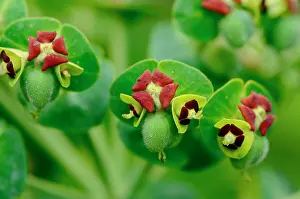 Spurge: Flower and seeds of Great Spurge, Labeaume, Ardeche