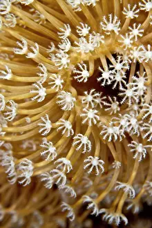 Xenia: Flower Soft Coral