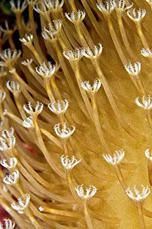Xenia: Flower Soft Coral