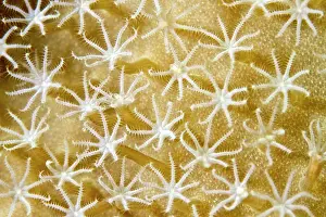 Xenia: Flower Soft Coral