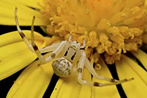 Thomisidae: Flower Spider