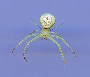 Misumena: Flower Spider