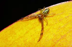 Native: Flower Spider (Diaea ambara; endemic to New Zealand)