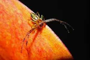 Native: Flower Spider (Diaea ambara; endemic to New Zealand)
