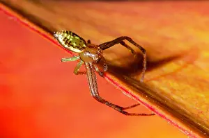 Native: Flower Spider (Diaea ambara; endemic to New Zealand)