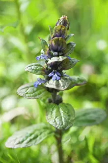 Bugle: Bugle