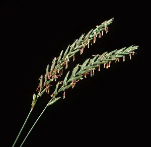 Elymus: Flower spikes of couch grass