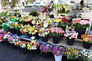 Stalls: Flower Stall - France