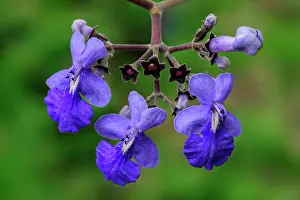 Verbena: flower of a tree, Verbena, Pantanal Wetlands, Mato