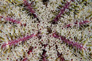 Trumpet: Flower Urchin - extremely toxic - Sidem dive site