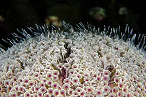 Trumpet: Flower Urchin - extremely toxic - Sidem dive site