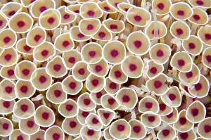 Trumpet: Flower Urchin - extremely toxic - Sidem dive site