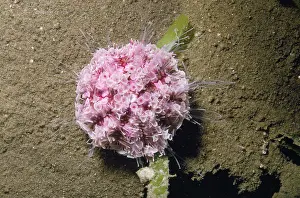 Urchins: FLOWER URCHIN - TOXIC