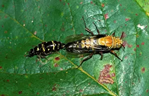 Larger: Flower wasps - mating. During a pre-nuptial flight