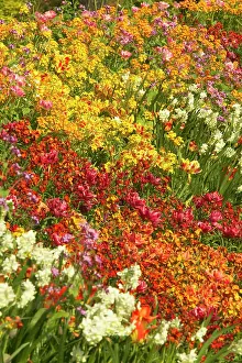 Stocks: Flowerbed - Tulips, Pansies, Stocks