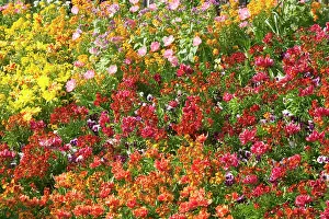 Stocks: Flowerbed - Tulips, Pansies, Stocks