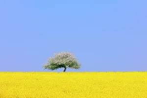 Health: Flowering apple tree on blooming rape field, Baden-W&, x32d34