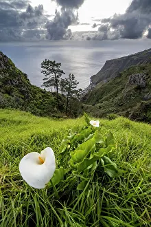Arum: Flowering arum lily (Zantedeschia), Zantedeschia