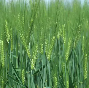 Ripening: Flowering Barley ears