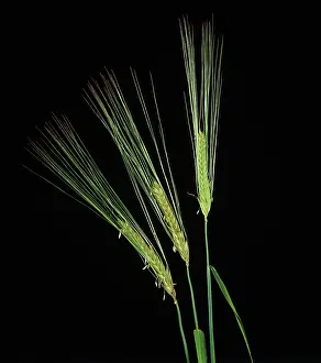 Hordeum: Flowering barley ears