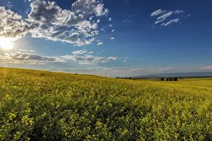 Canola: Flowering canola in the Flathead Valley, Montana, USA